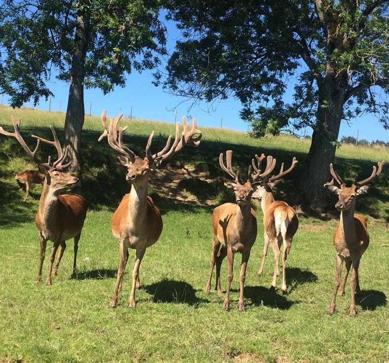 Elevage cerfs